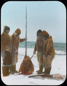 Image of Narwhal Tusk Held by Eskimo [Inuk]